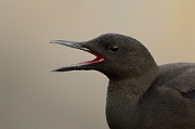 Black guillemot